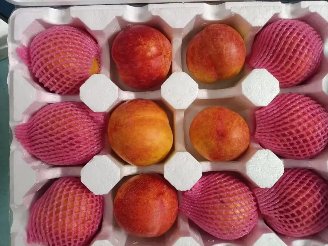 这是什么红色的李子？教你快速识别不同红色李子名称