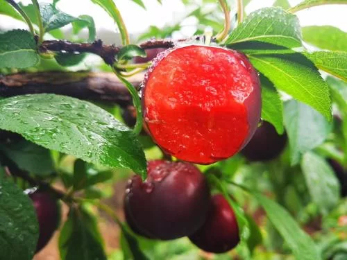 这是什么红色的李子？教你快速识别不同红色李子名称