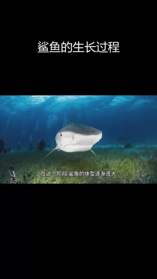 进化从鲨鱼开始：探秘海洋霸主的生存法则