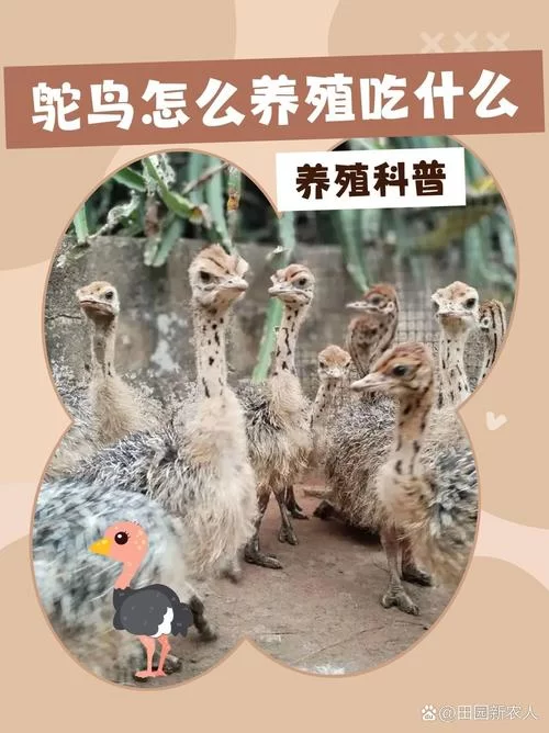 迷你世界鸵鸟怎么驯服？超简单方法教你快速捕捉鸵鸟！