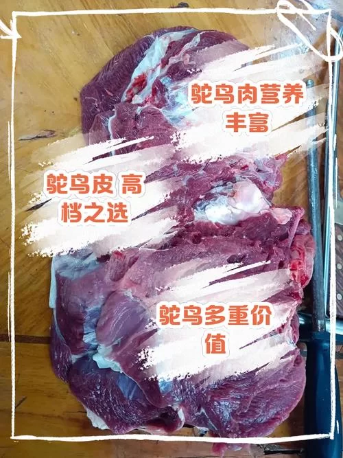 迷你世界鸵鸟怎么驯服？超简单方法教你快速捕捉鸵鸟！