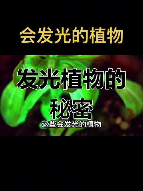 那些什么地发光？揭开发光背后的秘密