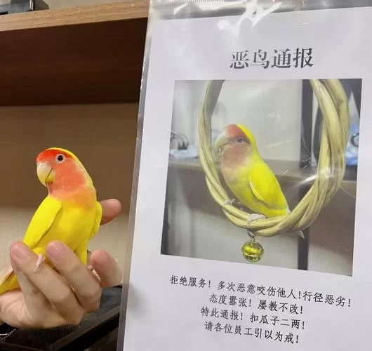 邪送小鸟回家：迷信说法与科学处理方法