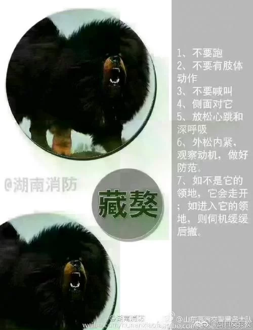 野兽有哪些危险性？了解野兽的攻击性和习性