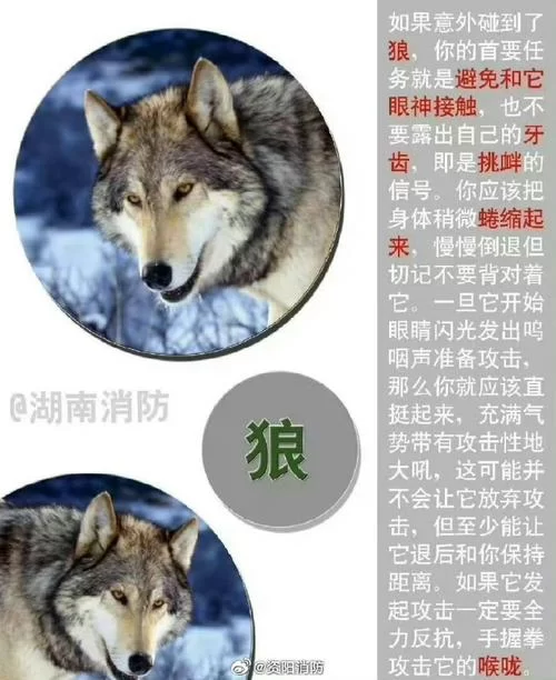 野兽有哪些危险性？了解野兽的攻击性和习性