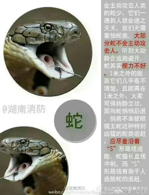 野兽有哪些危险性？了解野兽的攻击性和习性