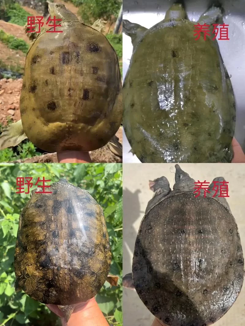 野河钓甲鱼最佳位置示意图：附详细钓点选择技巧