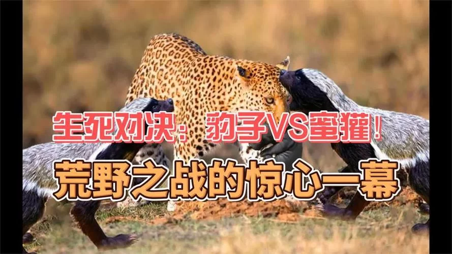 野生动物争霸：挑战你的策略和反应能力，成为最终的赢家！