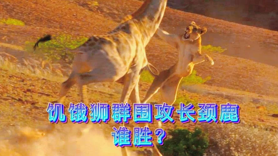 野生动物争霸：挑战你的策略和反应能力，成为最终的赢家！
