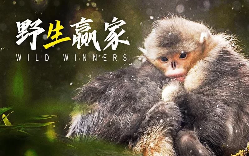 野生动物争霸：挑战你的策略和反应能力，成为最终的赢家！