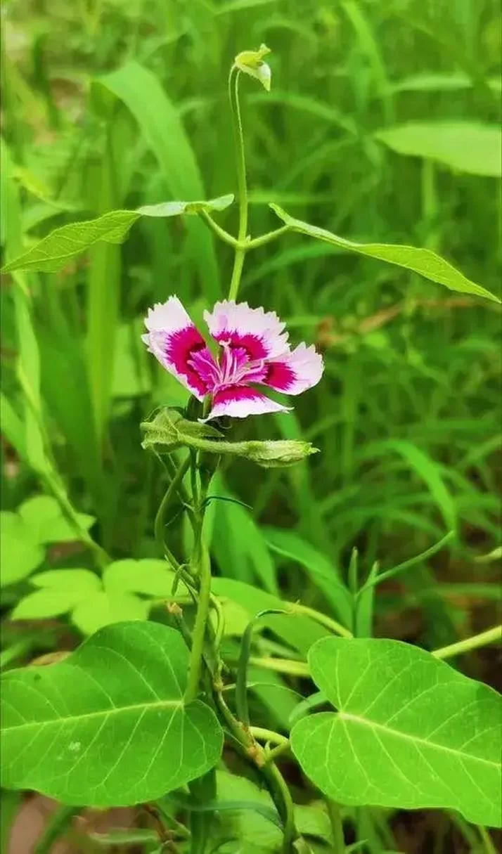 野花中文网：想看什么就看什么，资源超丰富