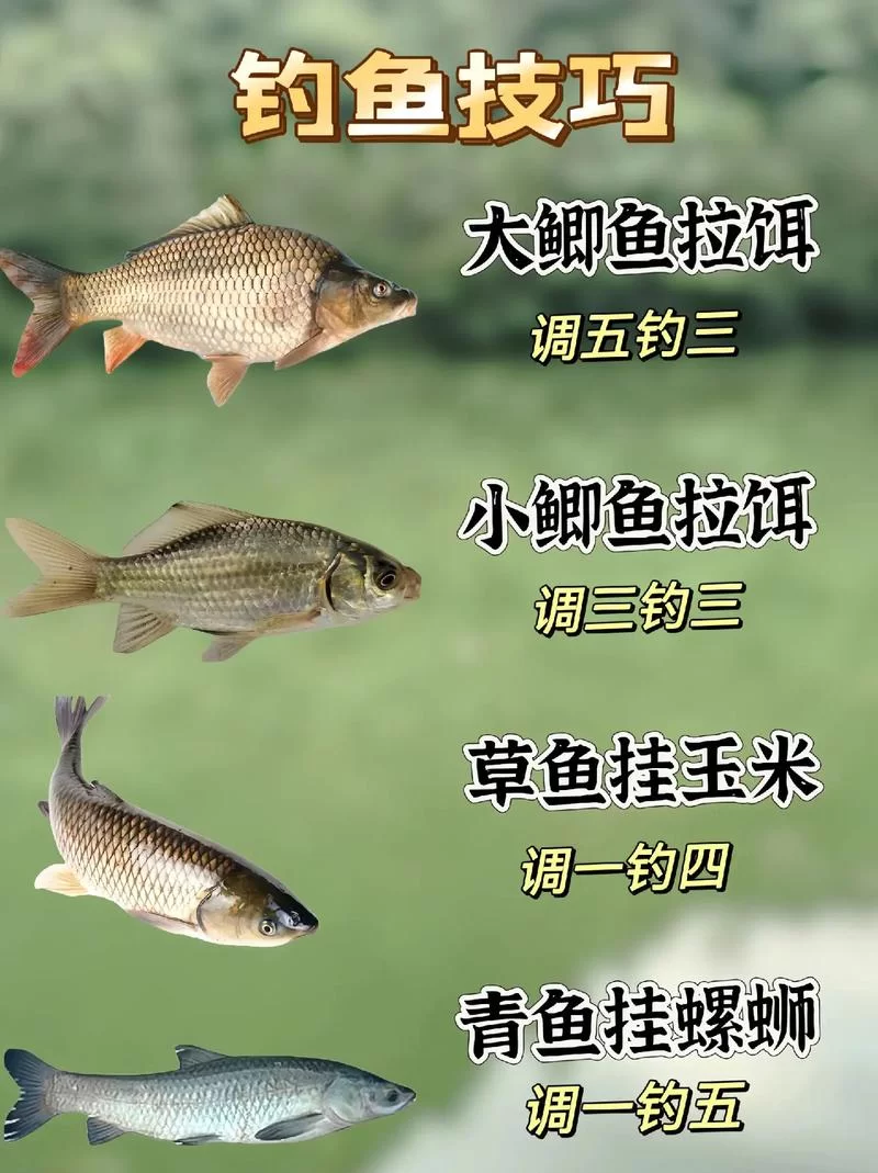 钓鱼爱好者必备网站：钓鱼翁网站详解