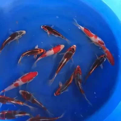 锦鲤鱼苗价格是多少？批发零售价格全知道！