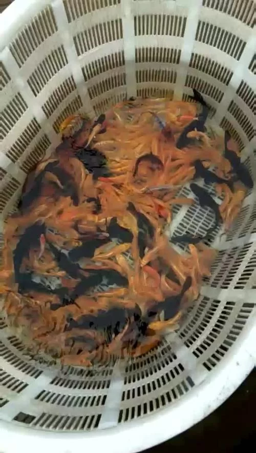 锦鲤鱼苗价格是多少？批发零售价格全知道！
