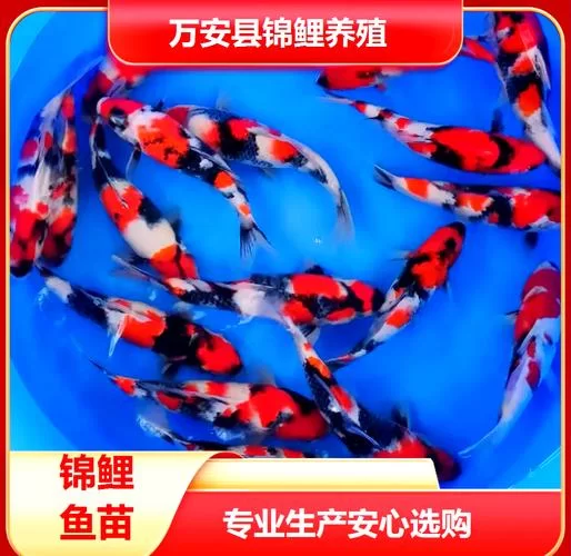 锦鲤鱼苗价格是多少？批发零售价格全知道！