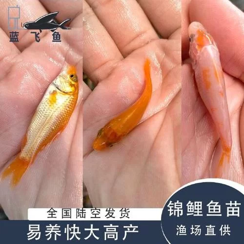 锦鲤鱼苗价格是多少？批发零售价格全知道！