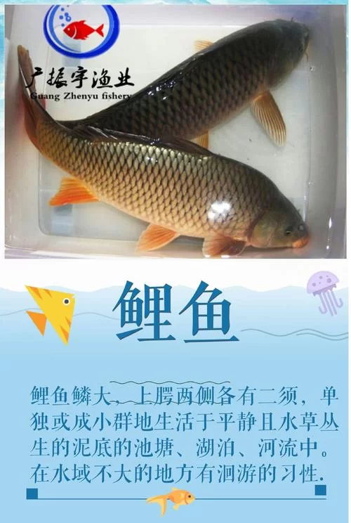 锦鲤鱼苗价格是多少？批发零售价格全知道！