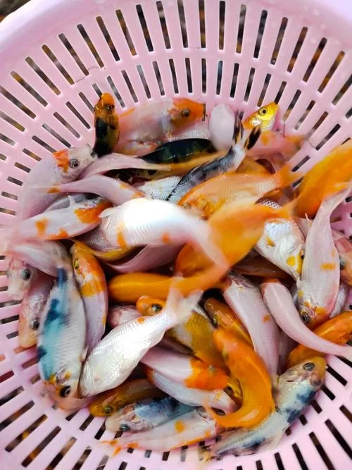 锦鲤鱼苗价格是多少？批发零售价格全知道！