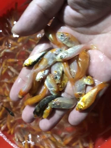 锦鲤鱼苗价格是多少？批发零售价格全知道！