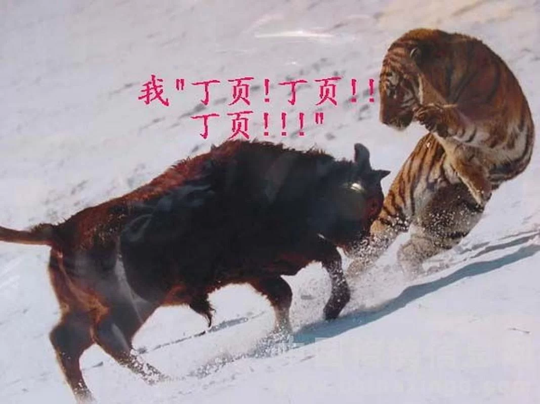 长生不老打一动物，你猜出来了吗？