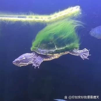 长着绿毛的乌龟，绿毛龟是怎样形成的？