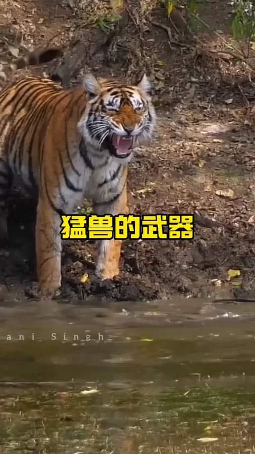 阿努巴尔的束缚：你必须知道的隐藏技巧与彩蛋