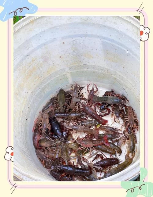 附近哪里有钓小龙虾的地方？周末带娃去钓虾玩！