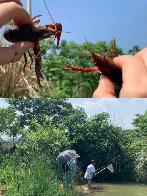 附近哪里有钓小龙虾的地方？周末带娃去钓虾玩！