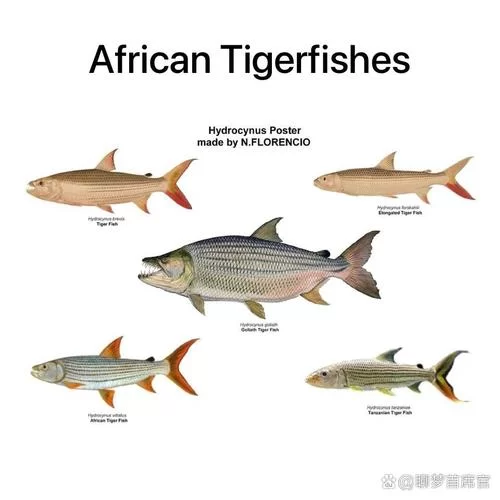 非洲巨型鱼类巨狗脂鲤：观赏、食用两相宜