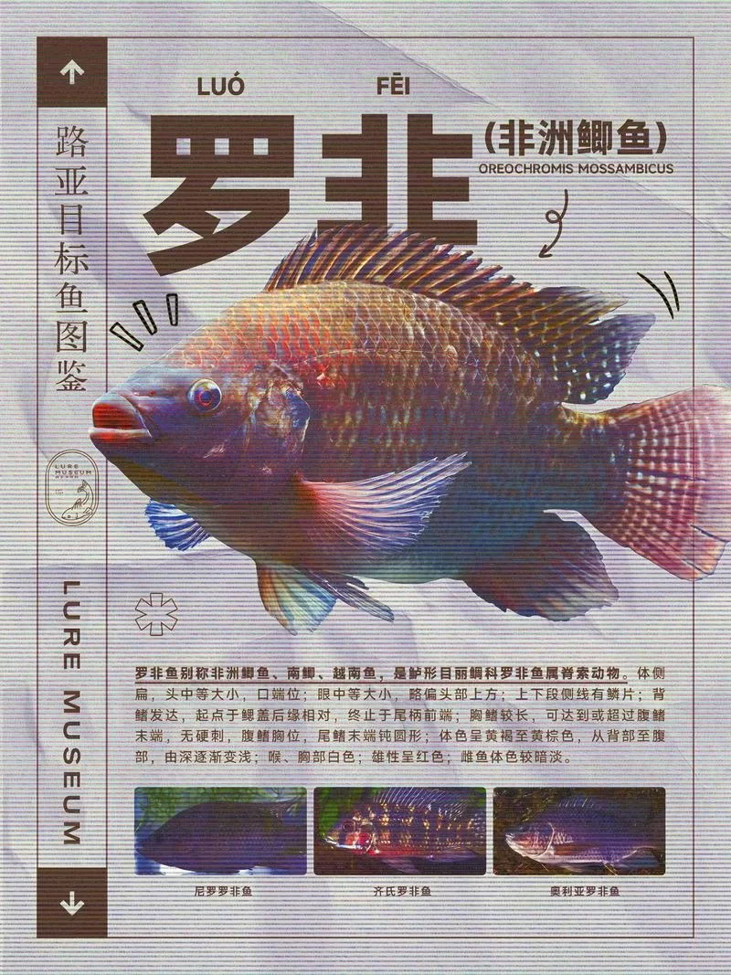 非洲巨型鱼类巨狗脂鲤：观赏、食用两相宜
