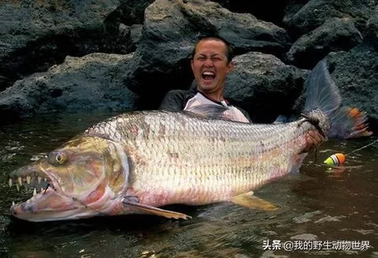 非洲巨型鱼类巨狗脂鲤：观赏、食用两相宜