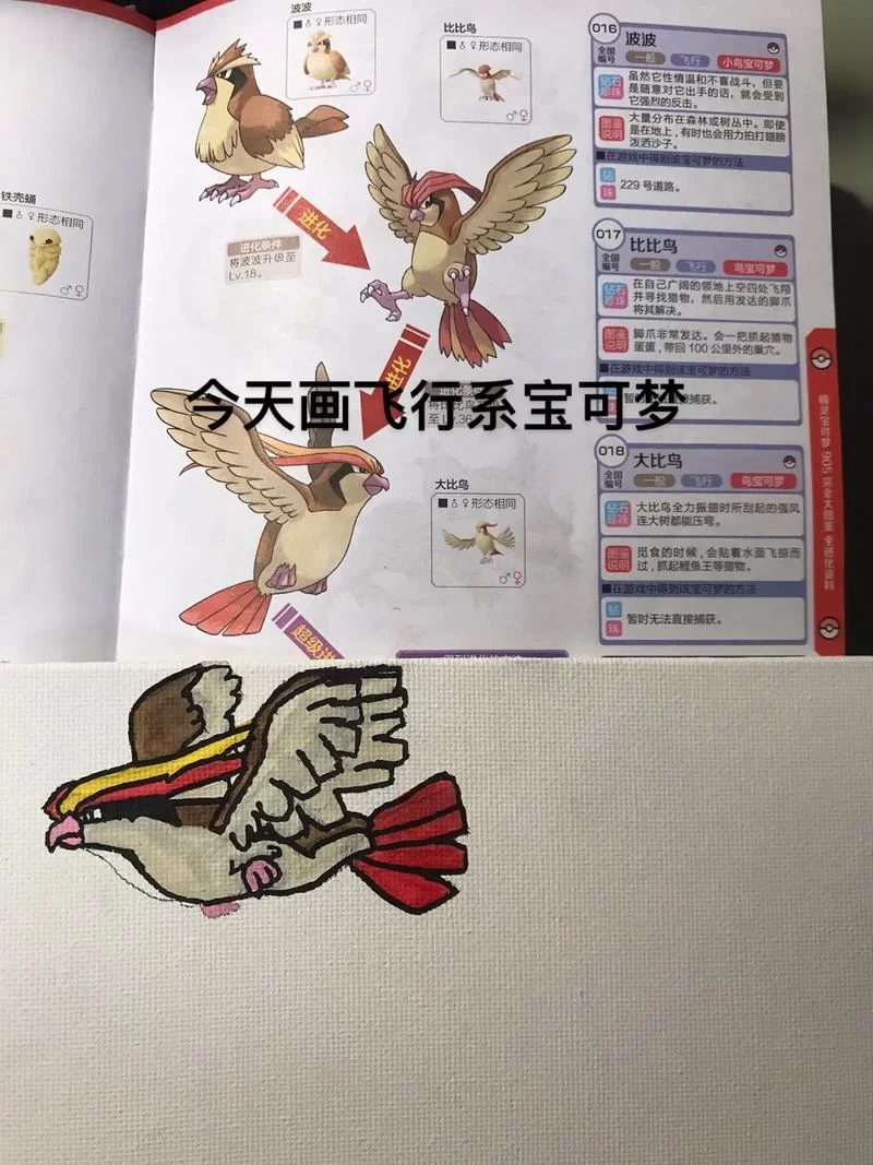 飞行系宝可梦技能搭配攻略：快速提升战斗实力