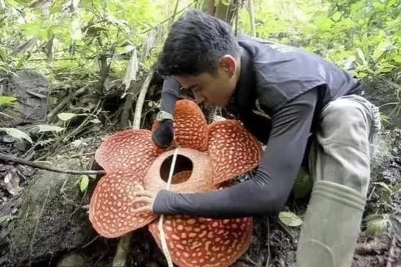 食人花真的吃人吗?深度解析大王花的真实面目 食人花真的吃人吗?深度解析大王花的真实面目