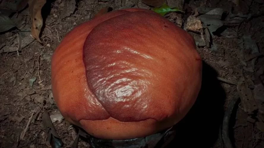 食人花真的吃人吗？深度解析大王花的真实面目