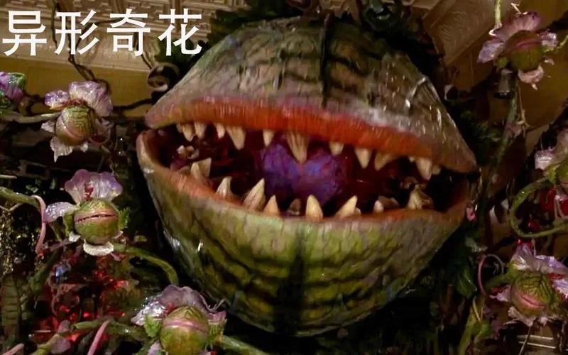 食人花真的吃人吗?深度解析大王花的真实面目 食人花真的吃人吗?深度解析大王花的真实面目