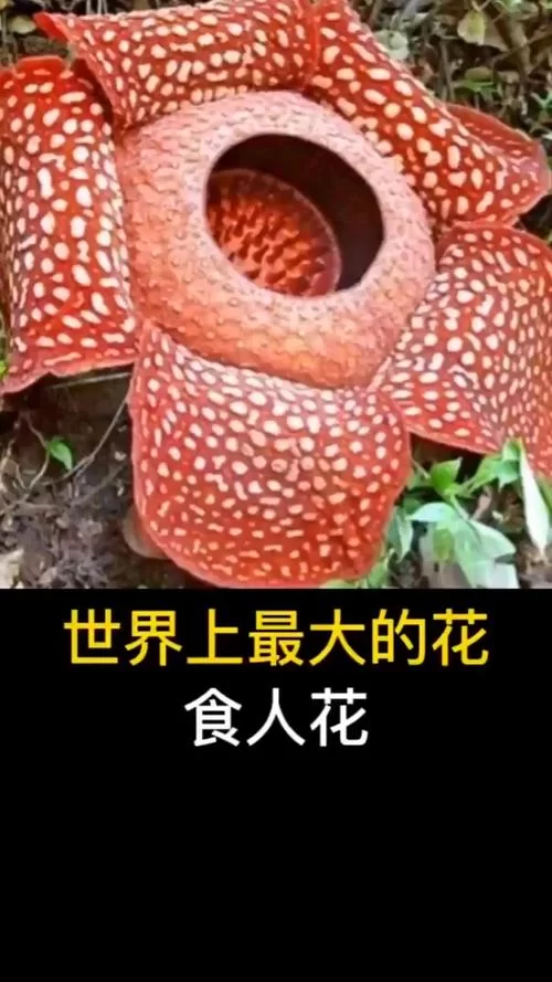 食人花真的吃人吗？深度解析大王花的真实面目
