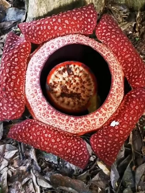 食人花真的吃人吗?深度解析大王花的真实面目 食人花真的吃人吗?深度解析大王花的真实面目