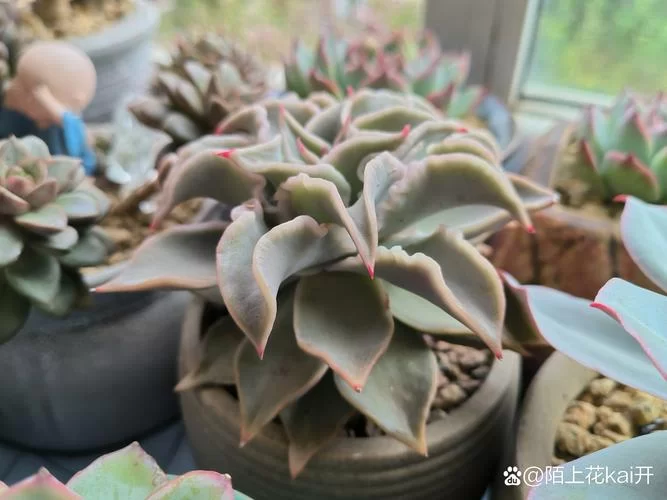 饥荒里多肉植物能干嘛？吃、种、合成全攻略