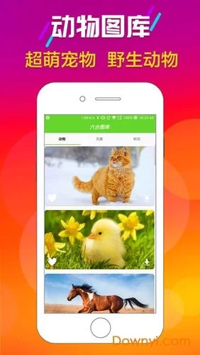 香港免费六台彩图库大全：高清彩图免费看