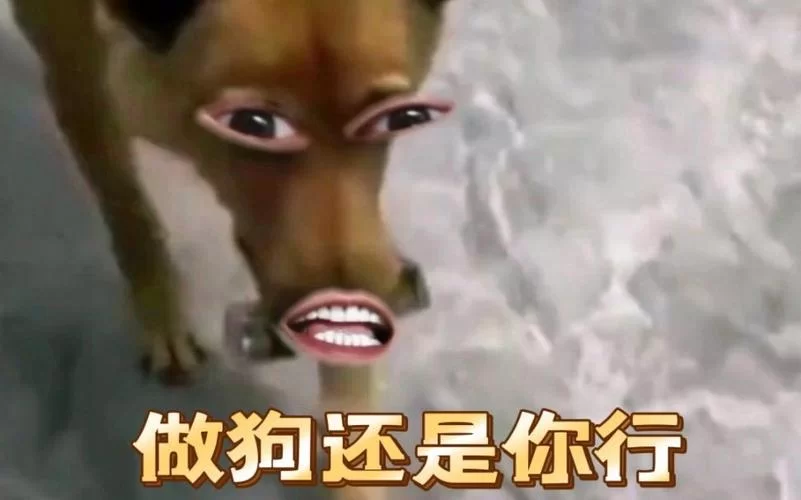 高质量狗小鸟表情包免费下载，轻松表达你的心情
