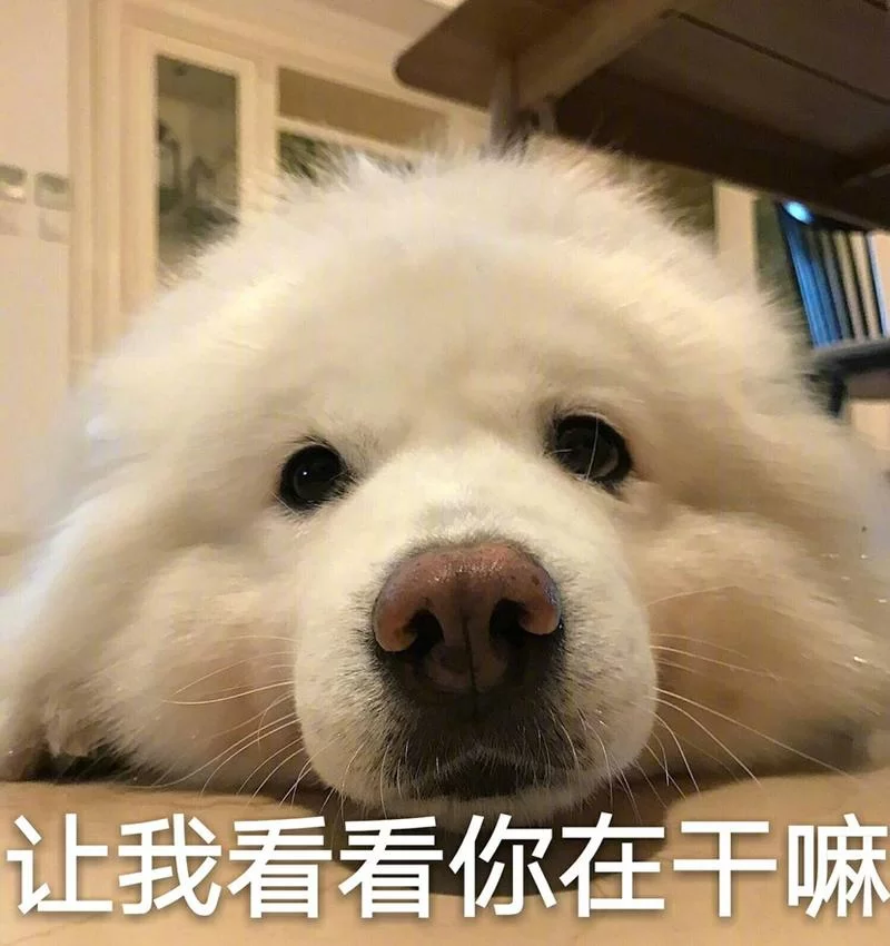 高质量狗小鸟表情包免费下载，轻松表达你的心情