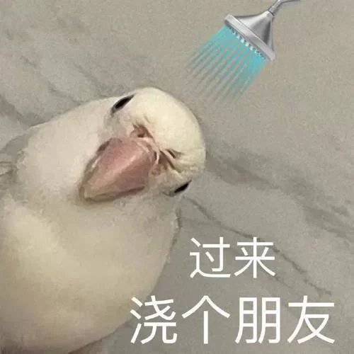 高质量狗小鸟表情包免费下载，轻松表达你的心情