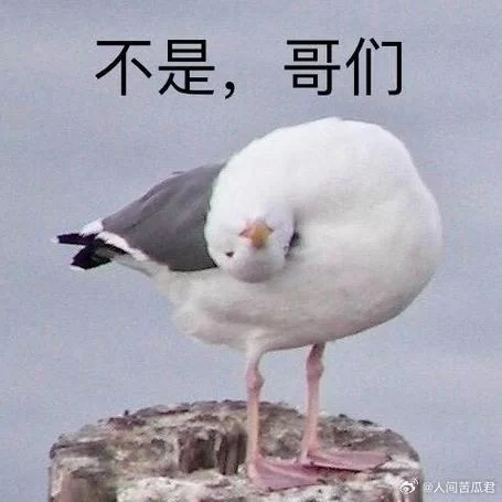 高质量狗小鸟表情包免费下载，轻松表达你的心情