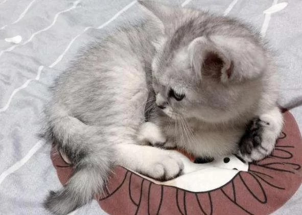 魔兽世界黑纹灰猫值多少钱？最新市场价格分析