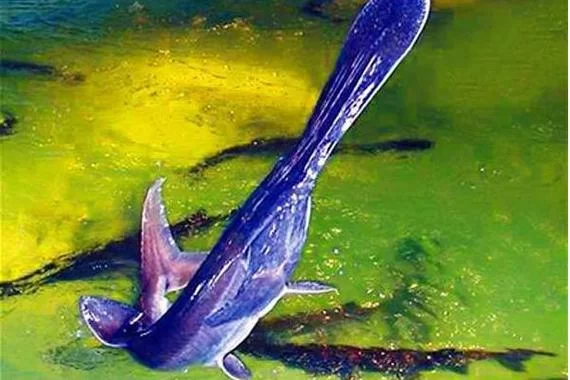 鸭嘴鲟(paddlefish)的秘密：从濒危到保护，它的故事