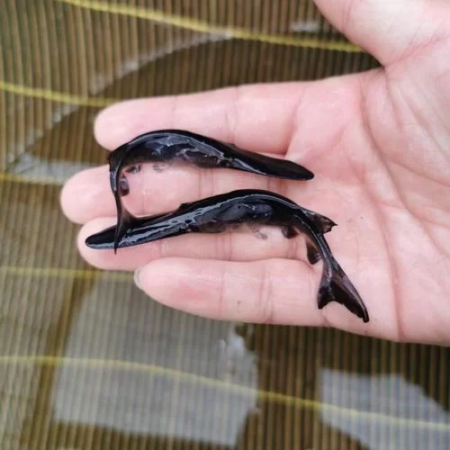 鸭嘴鲟(paddlefish)的秘密：从濒危到保护，它的故事