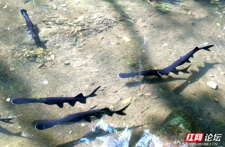 鸭嘴鲟(paddlefish)的秘密：从濒危到保护，它的故事