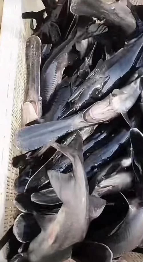 鸭嘴鲟(paddlefish)的秘密：从濒危到保护，它的故事