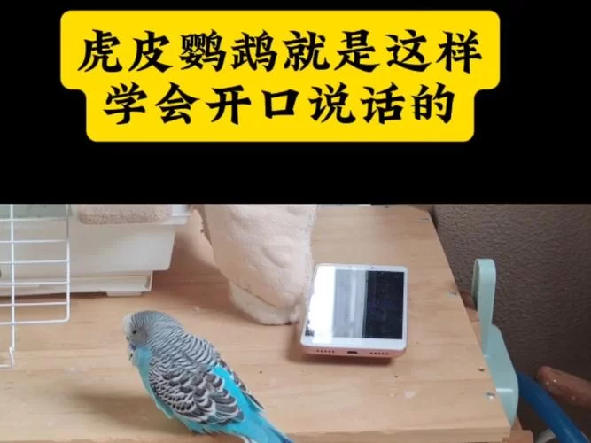 鹦鹉学说话循环录音素材：让你的鹦鹉开口说话