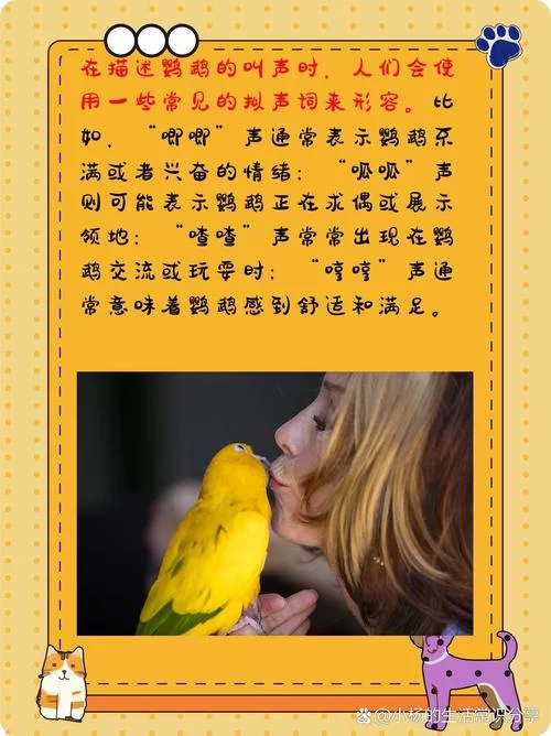鹦鹉学说话循环录音素材：让你的鹦鹉开口说话